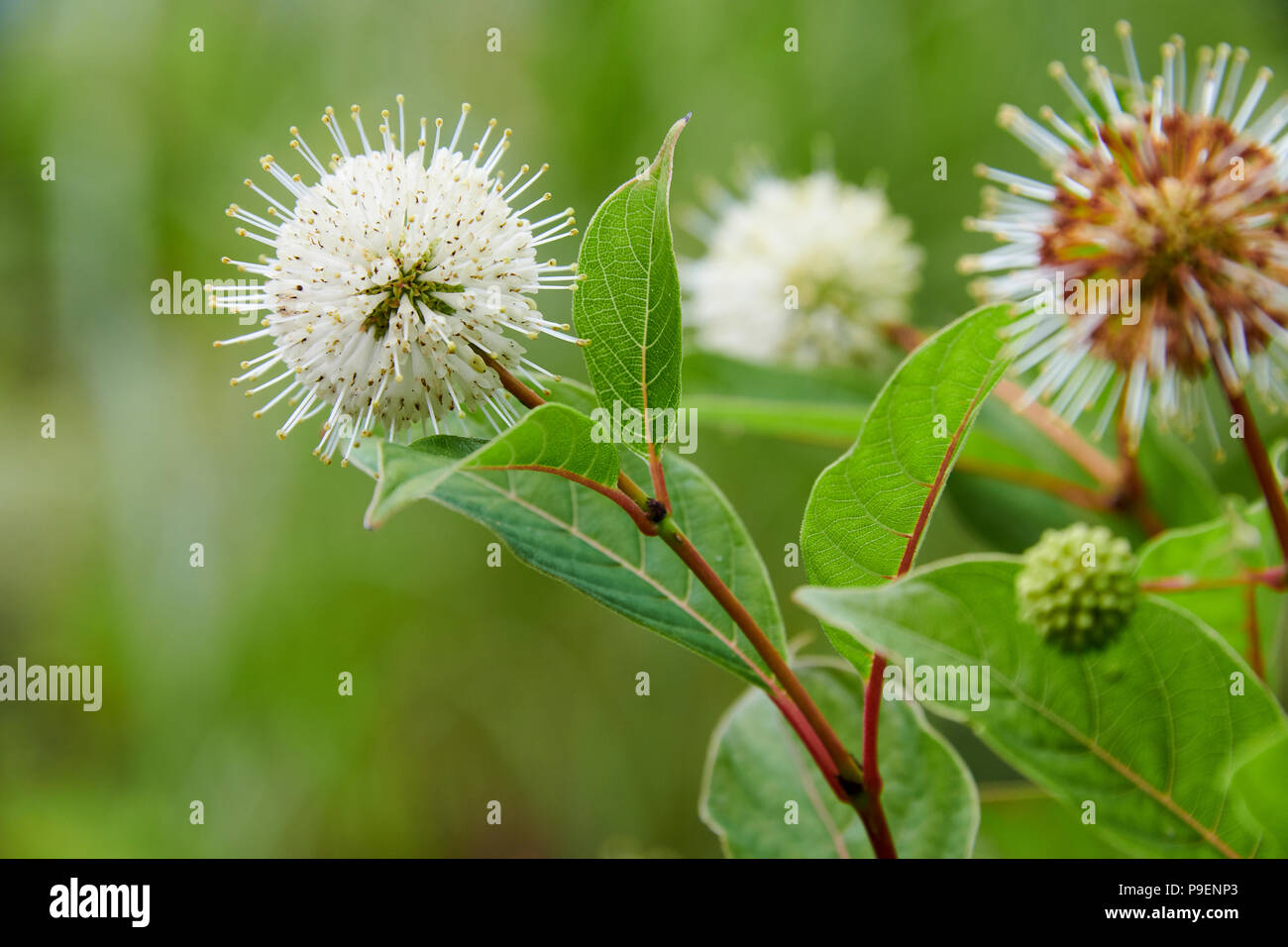 Cephalanthus occidentalis est un open-ramifiés, buisson ou un petit arbre à feuilles caduques. Les feuilles ovales sont jusqu'à 18 cm de long, et les jeunes tiges sont souvent rouges-fl Banque D'Images