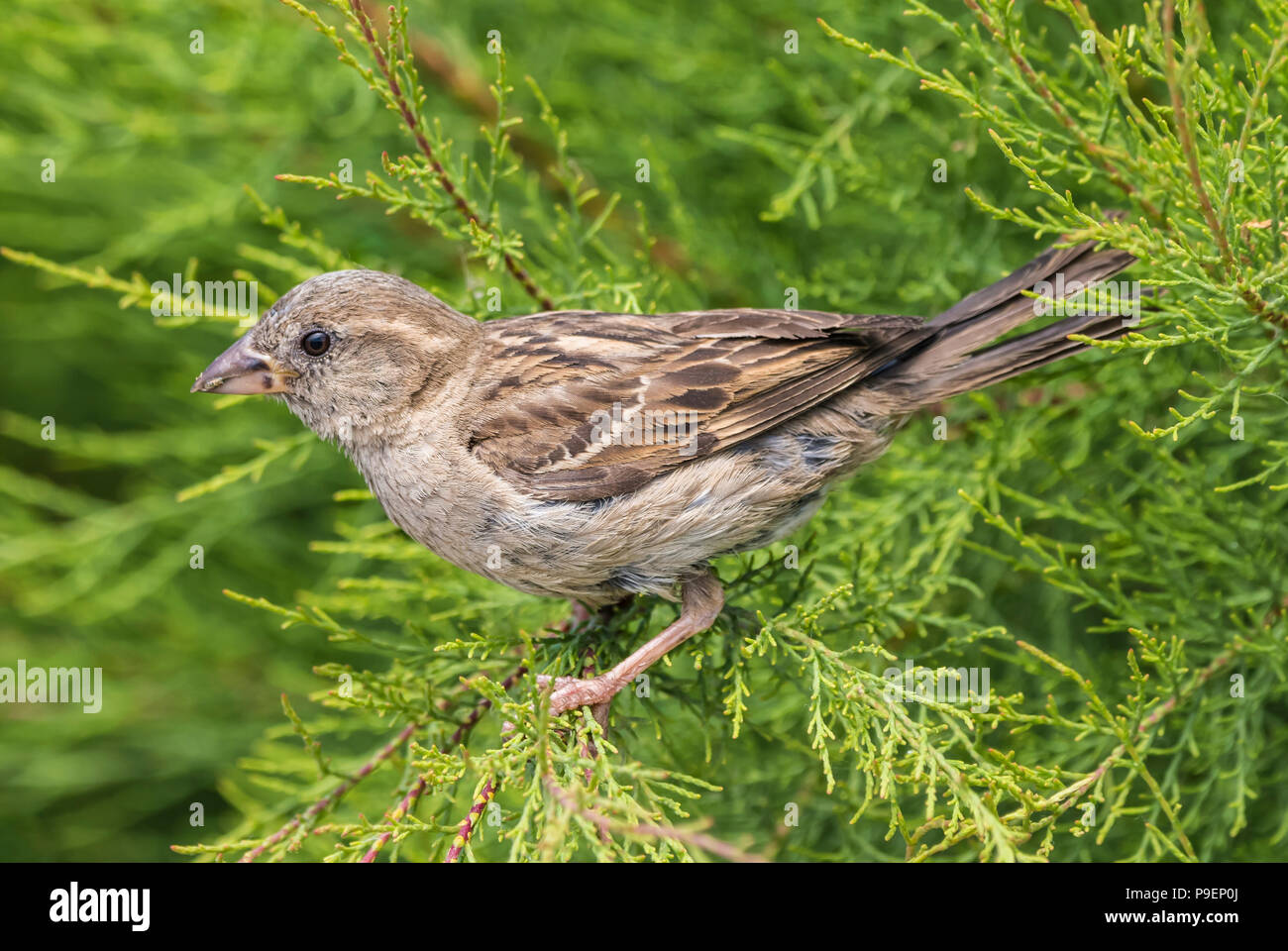 Oiseau Moineau domestique (Passer domesticus), vue latérale, perché dans un buisson en été dans le West Sussex, Angleterre, Royaume-Uni. Banque D'Images