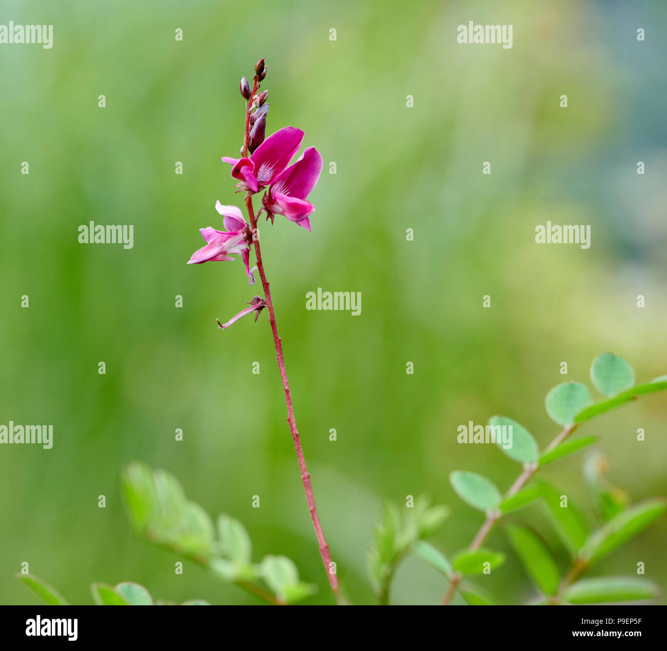 Indigofera heterantha est un arbuste à feuilles caduques, dans les zones herbacées plus froide et ensuite, faire jusqu'à 1,2 m de croissance annuelle. Feuilles pennées avec 13-2 Banque D'Images