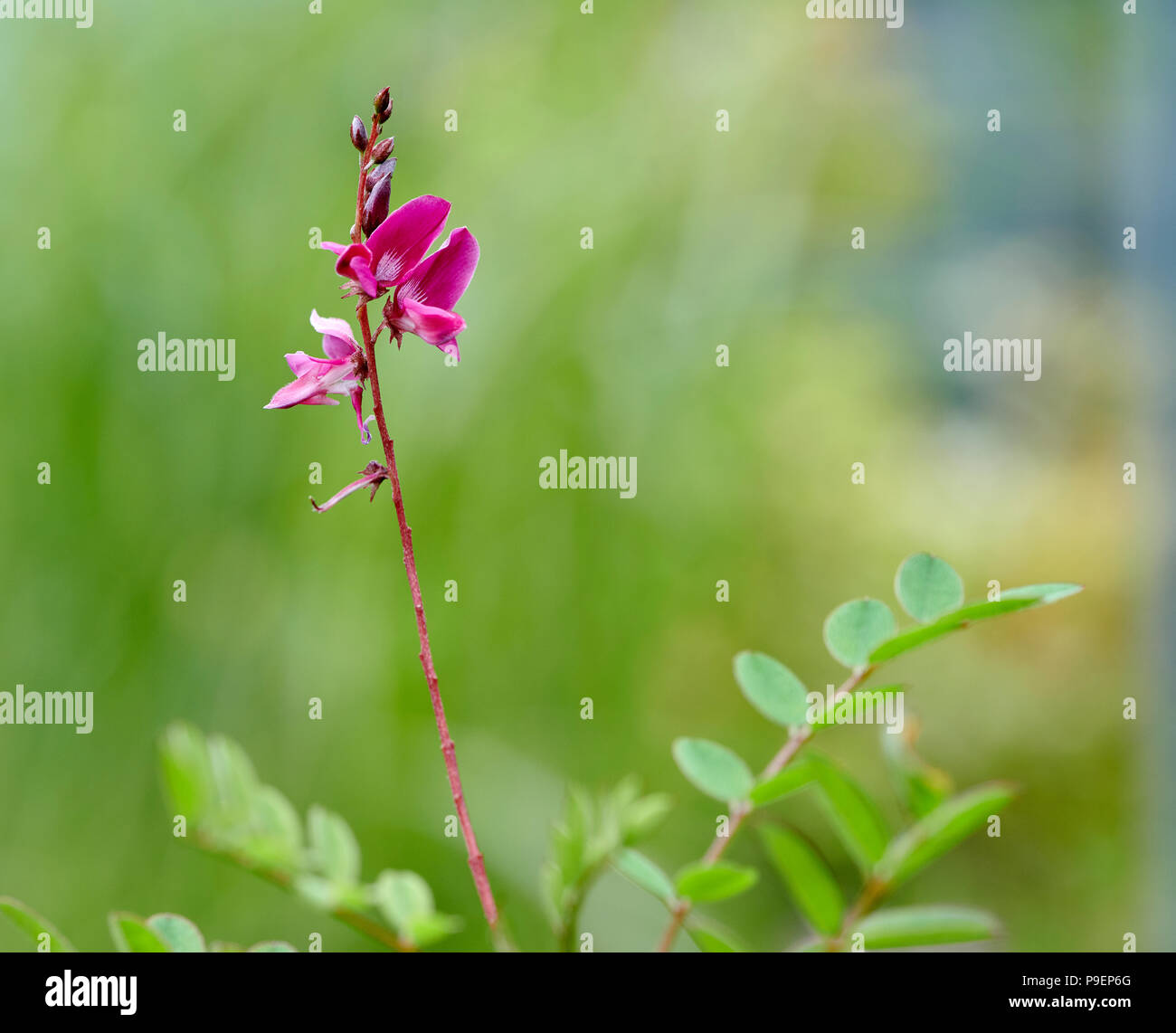 Indigofera heterantha est un arbuste à feuilles caduques, dans les zones herbacées plus froide et ensuite, faire jusqu'à 1,2 m de croissance annuelle. Feuilles pennées avec 13-2 Banque D'Images