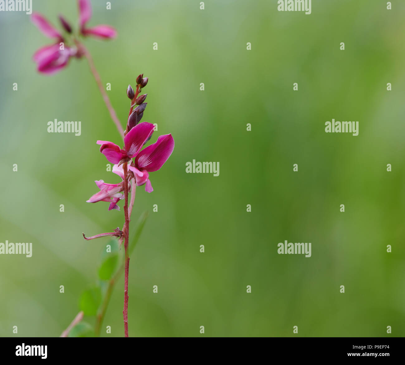 Indigofera heterantha est un arbuste à feuilles caduques, dans les zones herbacées plus froide et ensuite, faire jusqu'à 1,2 m de croissance annuelle. Feuilles pennées avec 13-2 Banque D'Images