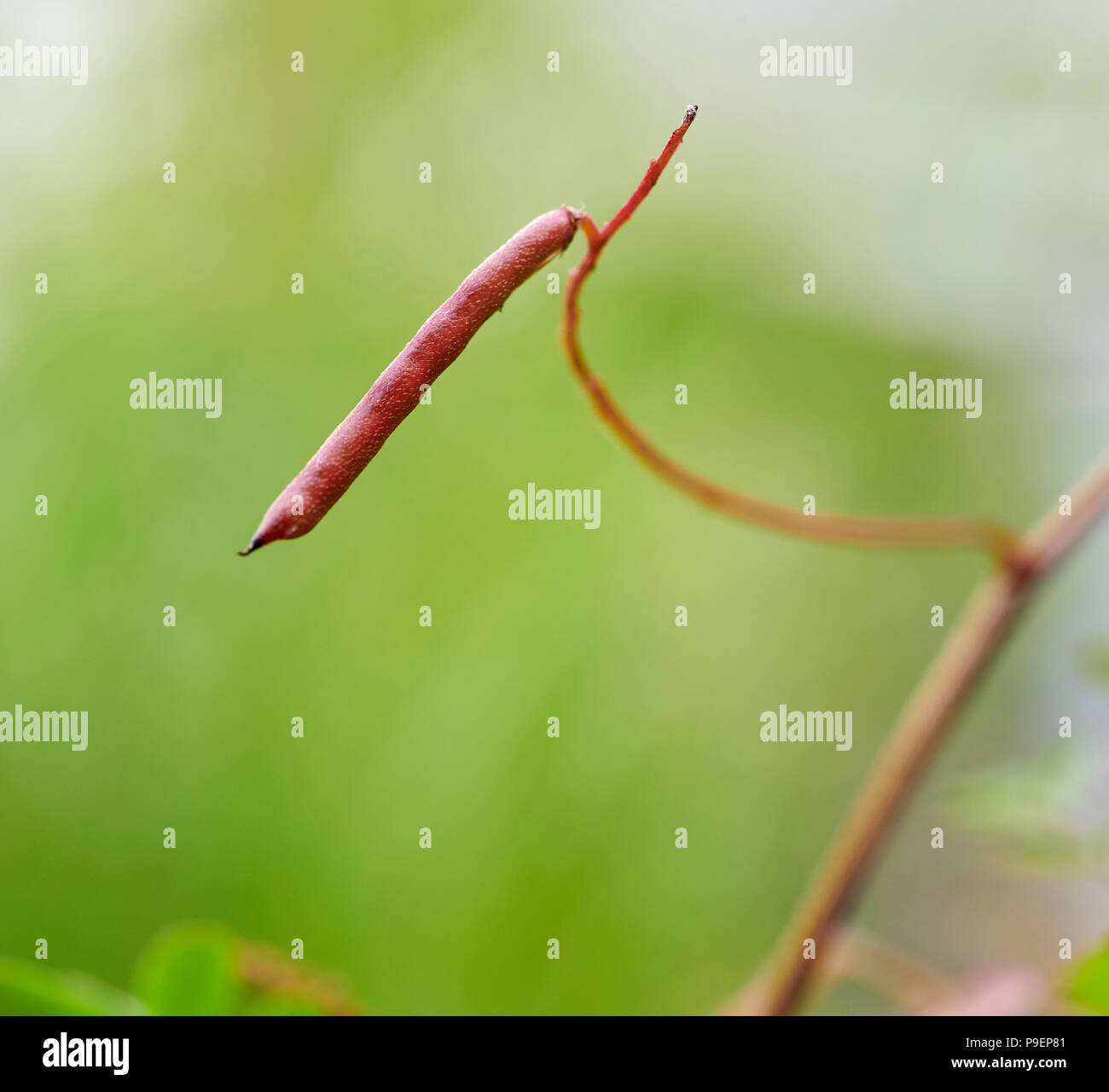 Indigofera heterantha est un arbuste à feuilles caduques, dans les zones herbacées plus froide et ensuite, faire jusqu'à 1,2 m de croissance annuelle. Feuilles pennées avec 13-2 Banque D'Images