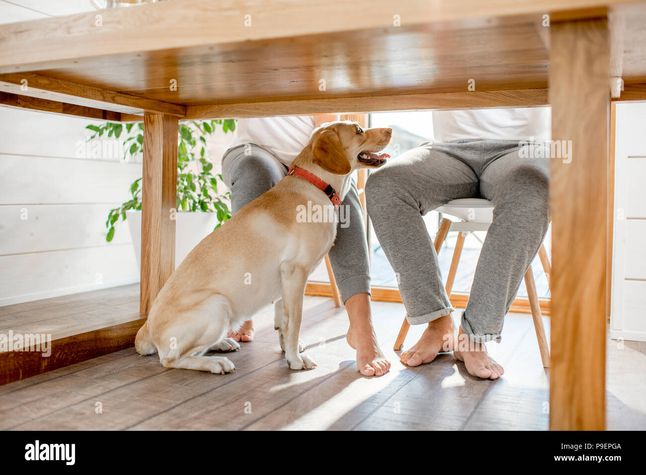 Chien sous la table à la maison Banque D'Images