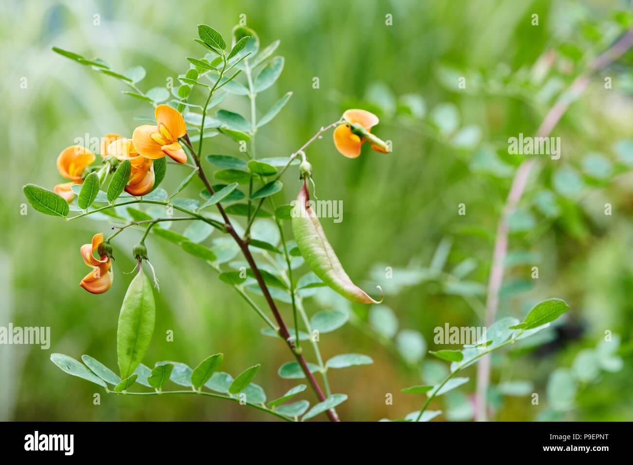 Colutea arborescens est une espèce d'arbuste légumineux la vessie-Senna. Elle est originaire d'Europe et d'Afrique du Nord, mais il est connu Banque D'Images