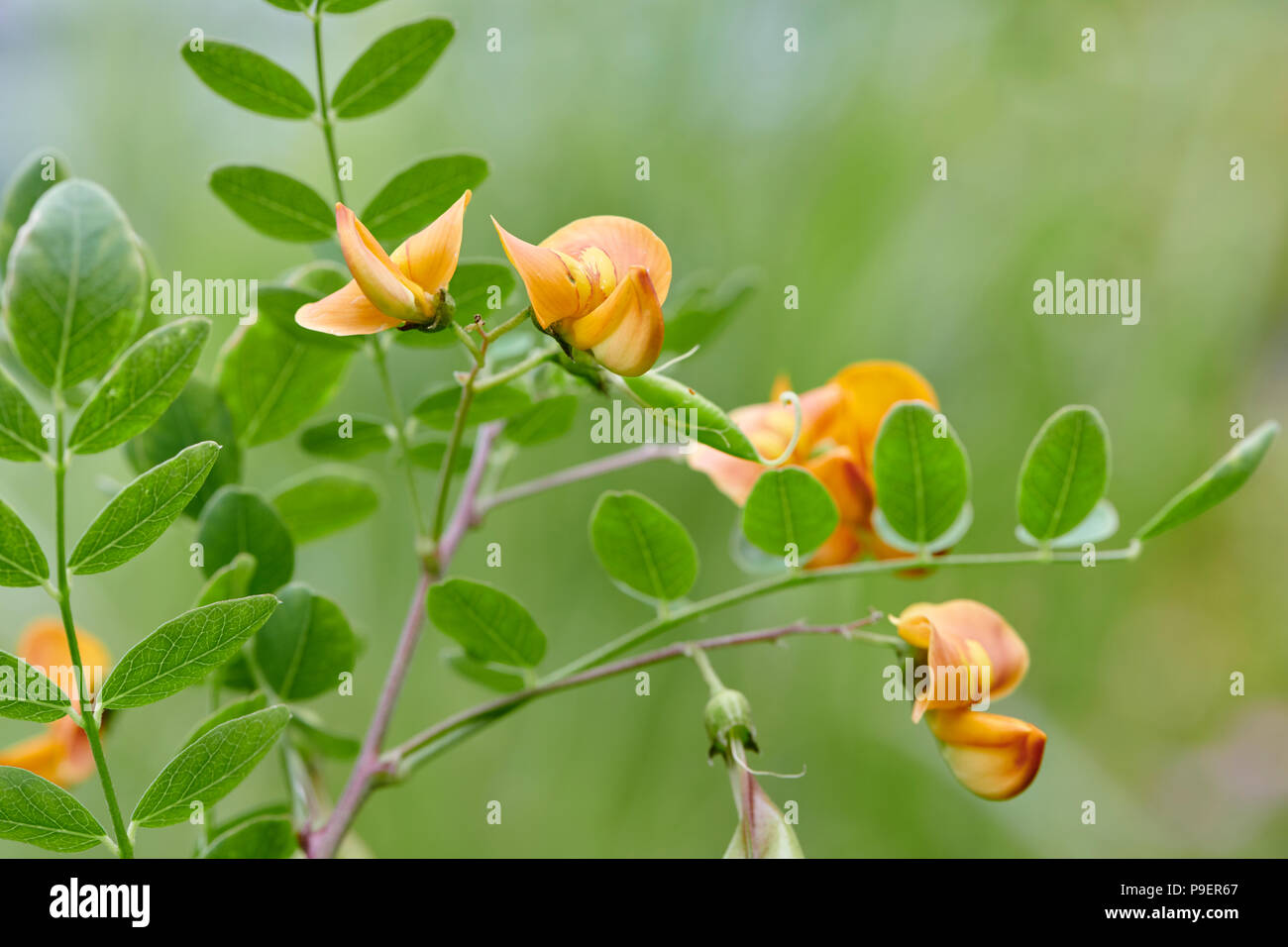 Paddle Boarders sur la rivière Teifi à Cardigan Banque D'Images