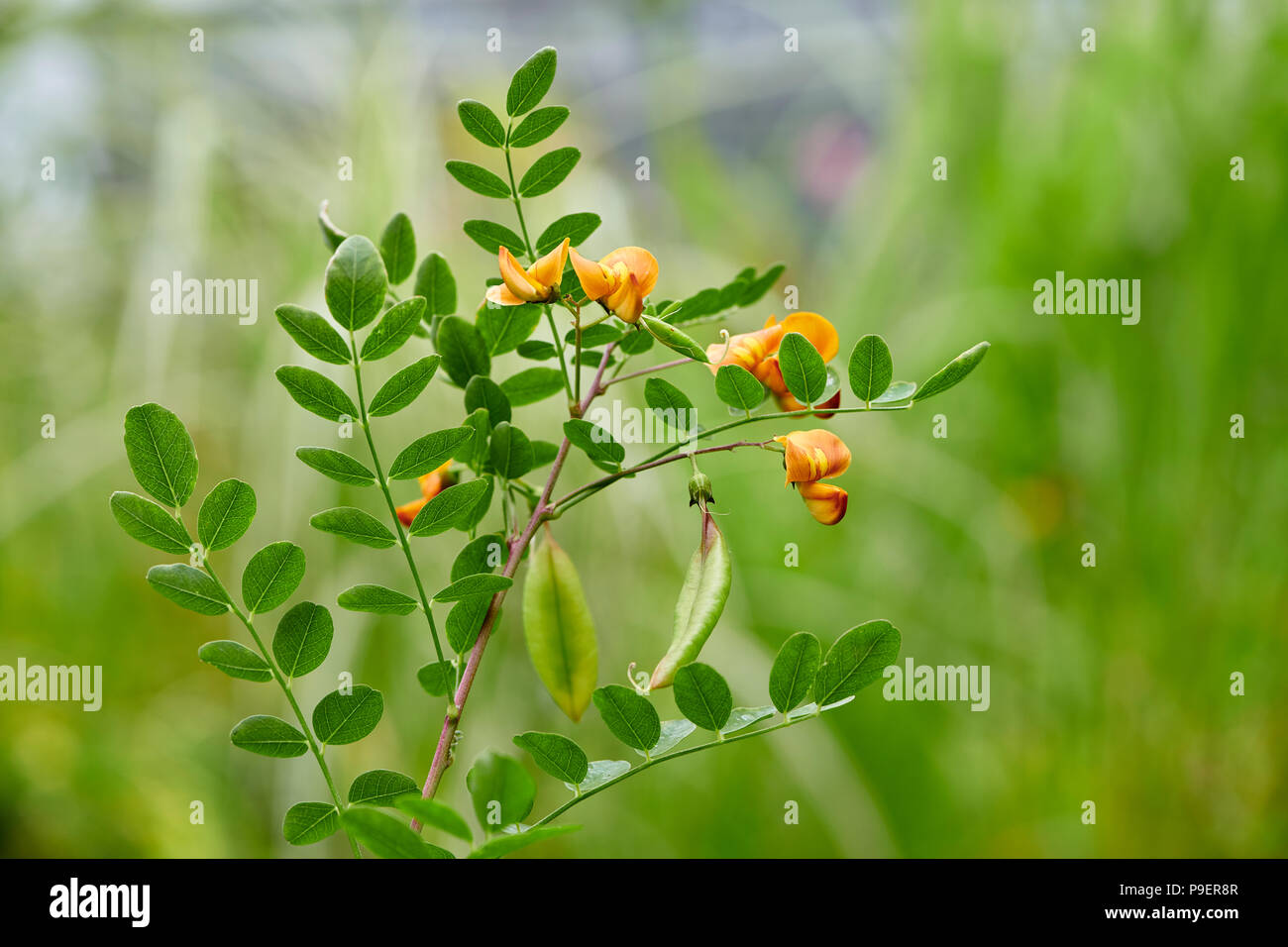 Colutea arborescens est une espèce d'arbuste légumineux la vessie-Senna. Elle est originaire d'Europe et d'Afrique du Nord, mais il est connu Banque D'Images
