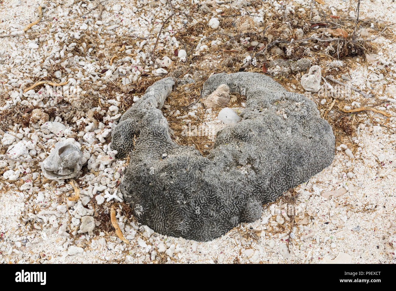 Corail fossilisé comme vu sur une plage à Aruba, Antilles Banque D'Images