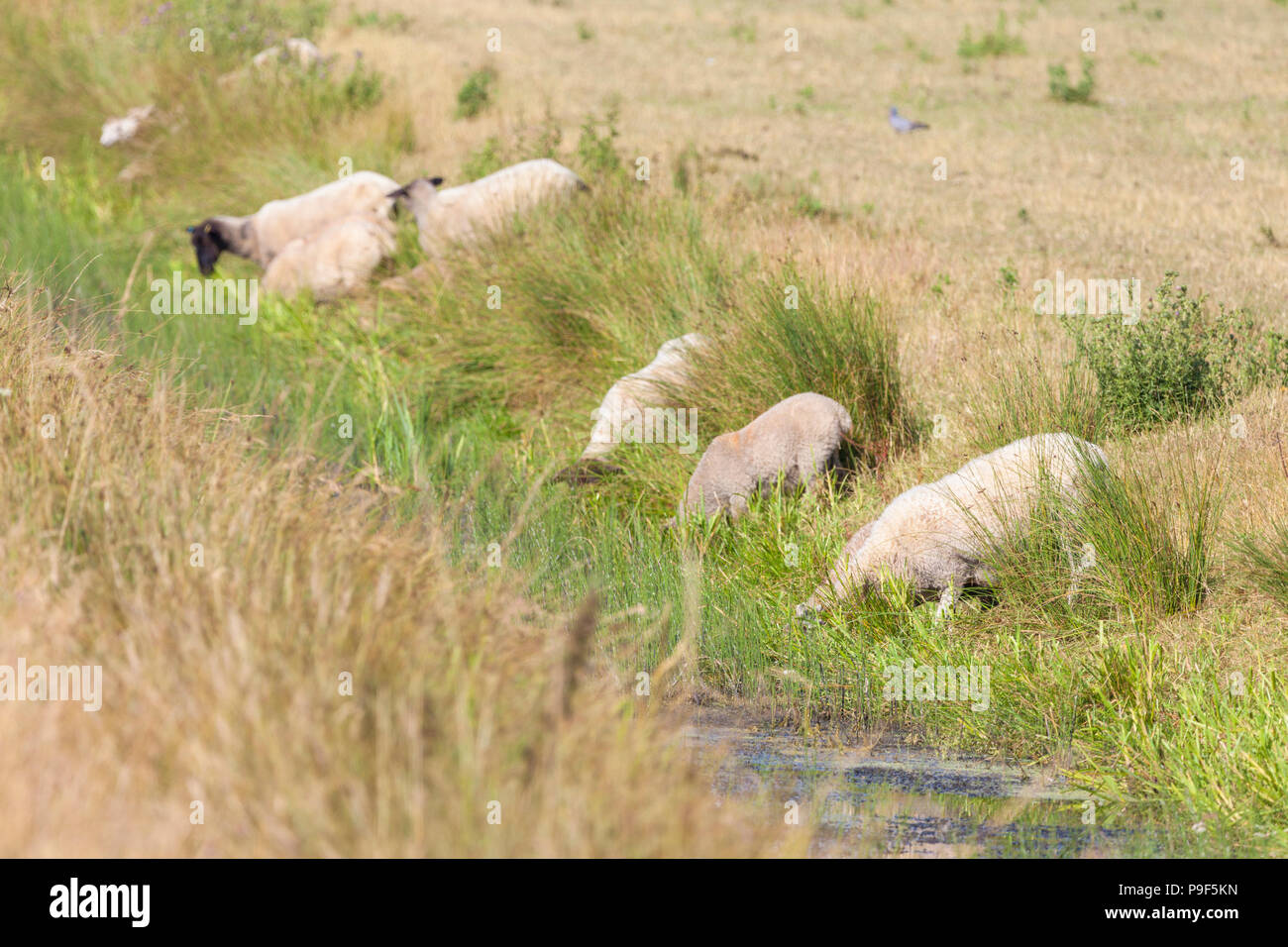 Ashford, Kent, UK. Jul 18, 2018. Météo France : sans aucun signe de pluie ces moutons paissent dans les champs qui n'a pas eu de pluie depuis plusieurs semaines maintenant, les correctifs morts commencent à apparaître partout dans ce vaste domaine à la périphérie d'Ashford, connu pour être le jardin de l'Angleterre. Moutons assoiffé verre dans un fossé adjacent. © Paul Lawrenson, 2018 Crédit photo : PAL / Alamy Images Live News Banque D'Images