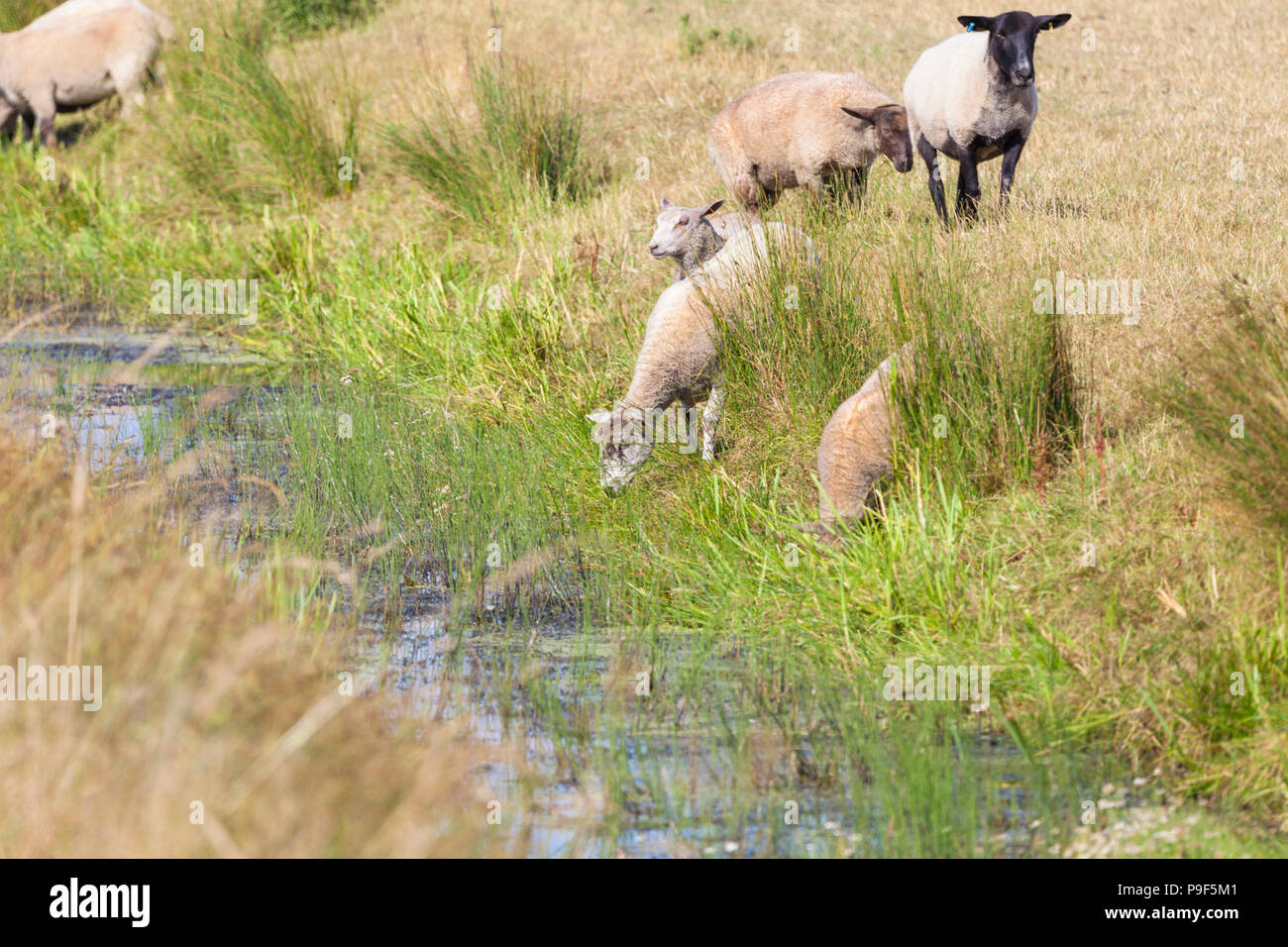 Ashford, Kent, UK. Jul 18, 2018. Météo France : sans aucun signe de pluie ces moutons paissent dans les champs qui n'a pas eu de pluie depuis plusieurs semaines maintenant, les correctifs morts commencent à apparaître partout dans ce vaste domaine à la périphérie d'Ashford, connu pour être le jardin de l'Angleterre. Moutons assoiffé verre dans un fossé adjacent. © Paul Lawrenson, 2018 Crédit photo : PAL / Alamy Images Live News Banque D'Images