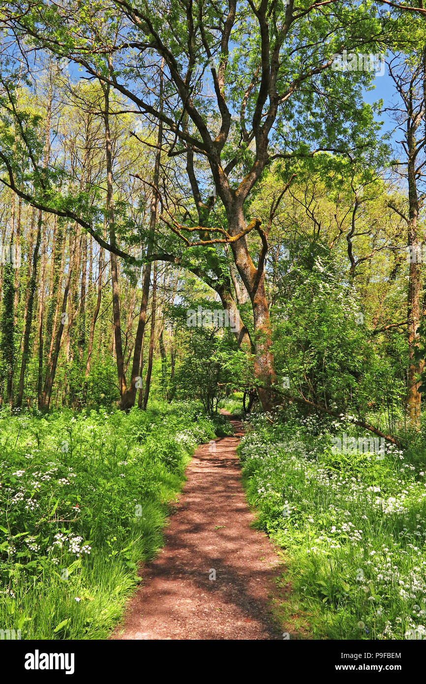Sentier bordé d'ail sauvage des fleurs à Hampshire Banque D'Images