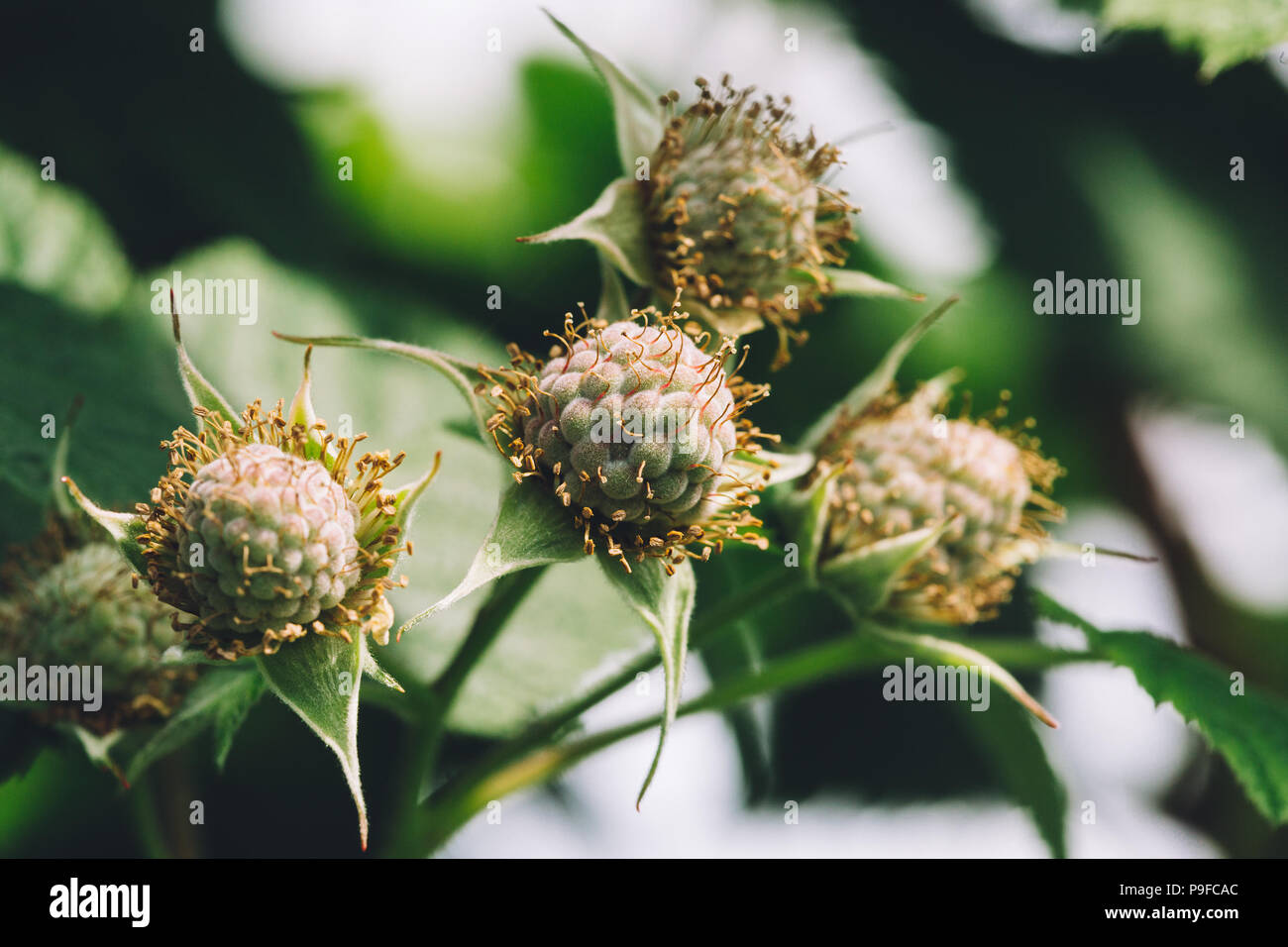 Fleurs pollinisées de framboises fraîchement Banque D'Images