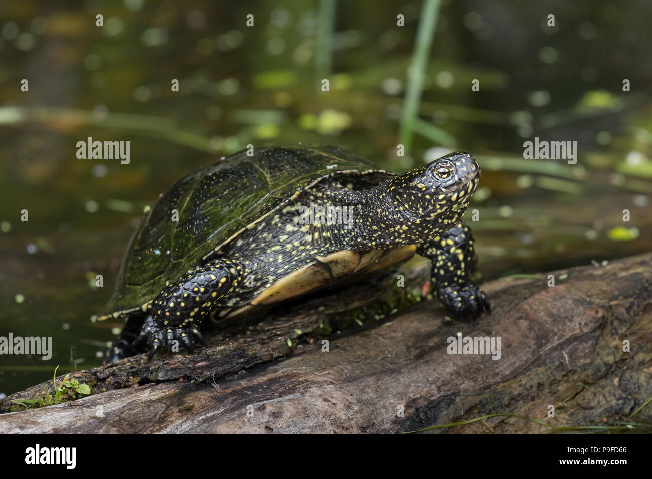 Libre d'une tortue de l'européenne de soleil sur un morceau de bois dans un étang Banque D'Images