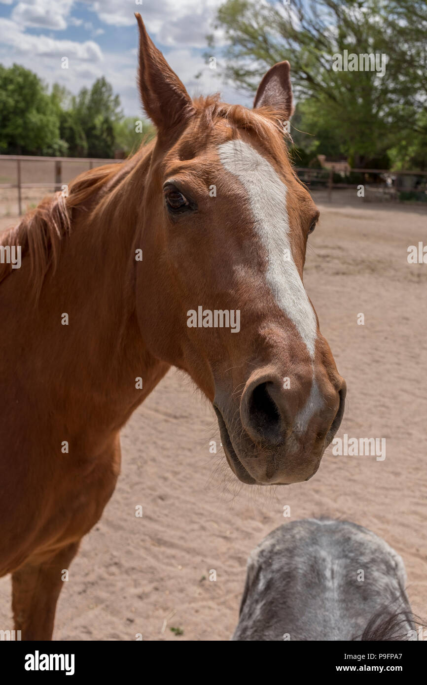 Portrait cheval Banque D'Images