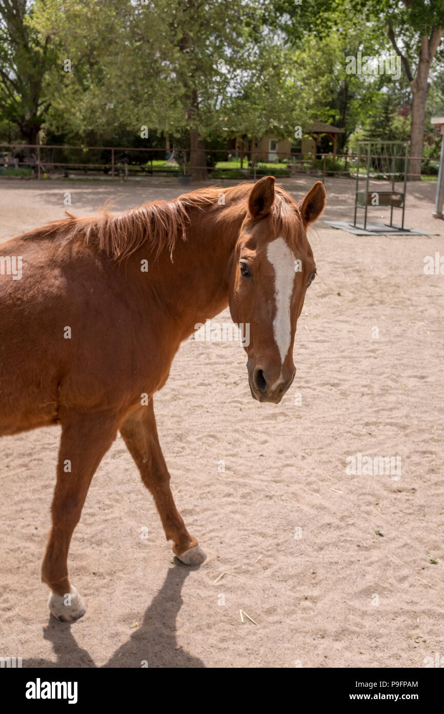 Portrait cheval Banque D'Images
