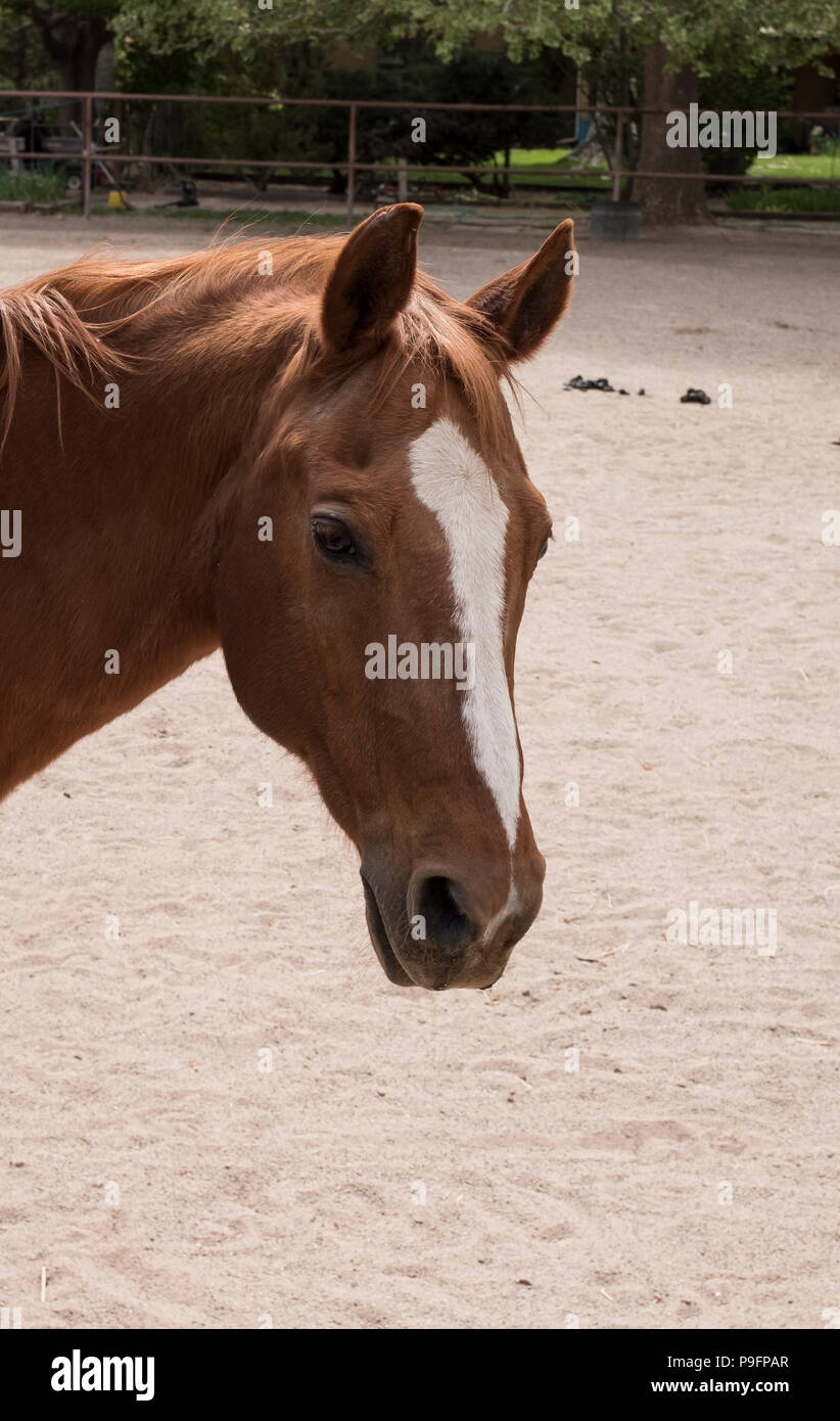 Portrait cheval Banque D'Images