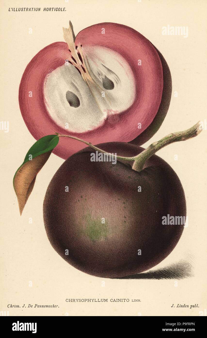 Caimito, Cainito ou star apple, Chrysophyllum cainito. Chromolithographie par J. De Pannemaeker de Jean Linden's l'Illustration horticole, Bruxelles, 1885. Banque D'Images
