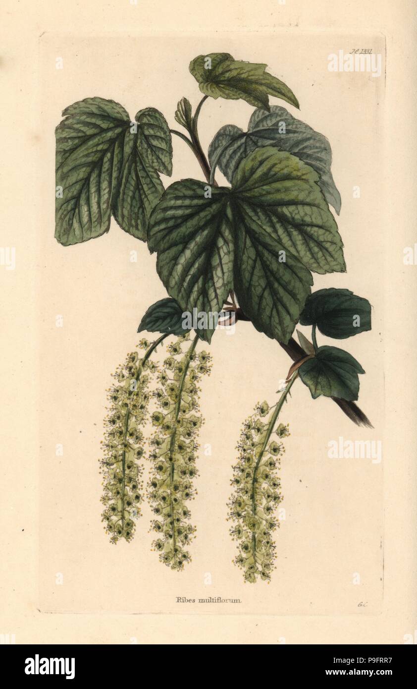 Manyflower, CASSIS Ribes multiflorum. La gravure sur cuivre coloriée par George Cooke de Conrad Loddiges Cabinet Botanique', London, 1828. Banque D'Images