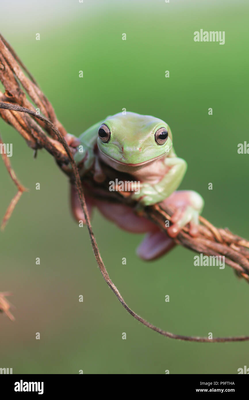 Les grenouilles, rainettes sur des rameaux Banque D'Images