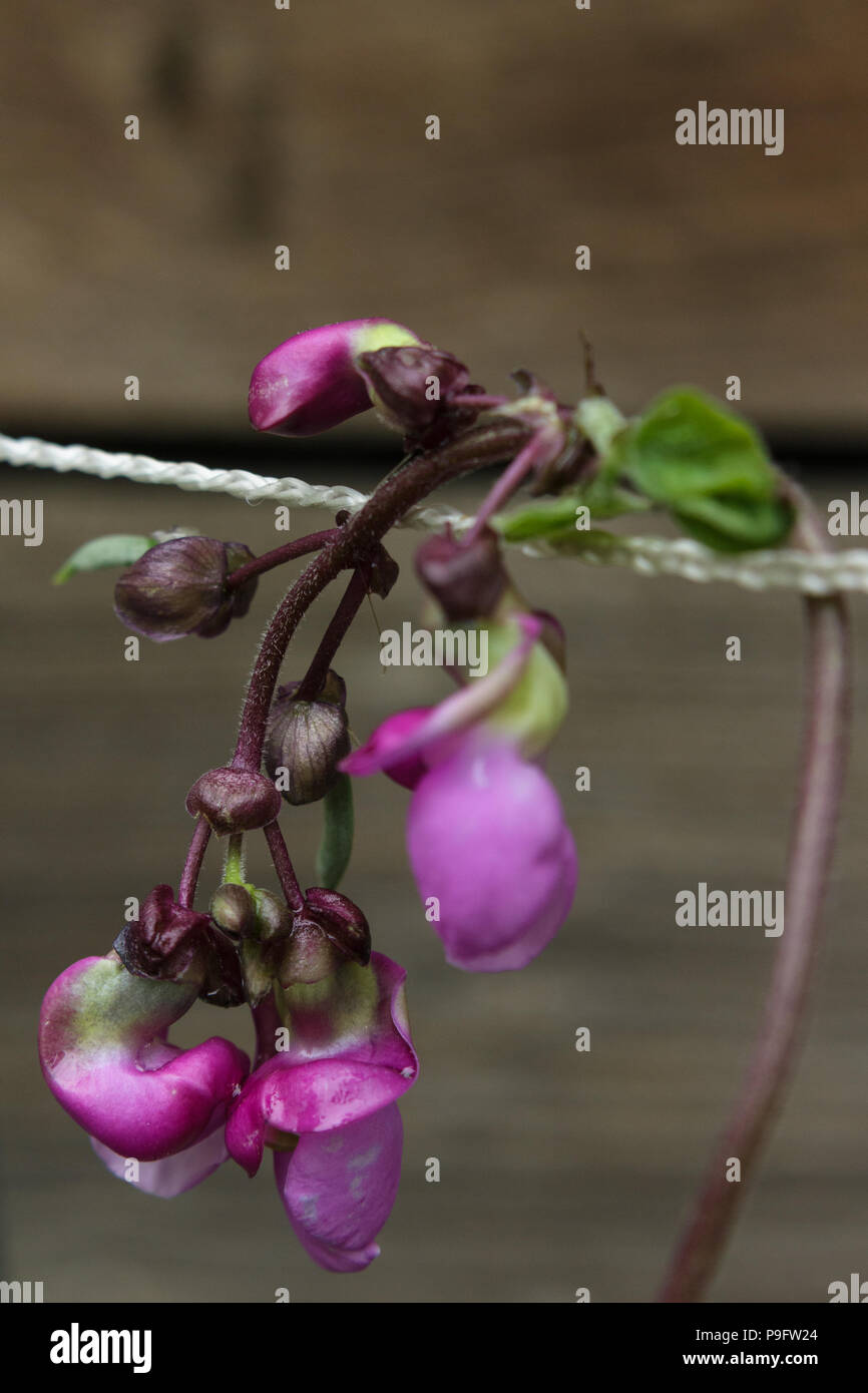 Haricot vert violet fleurs sur un treillis la culture biologique dans le jardin Banque D'Images