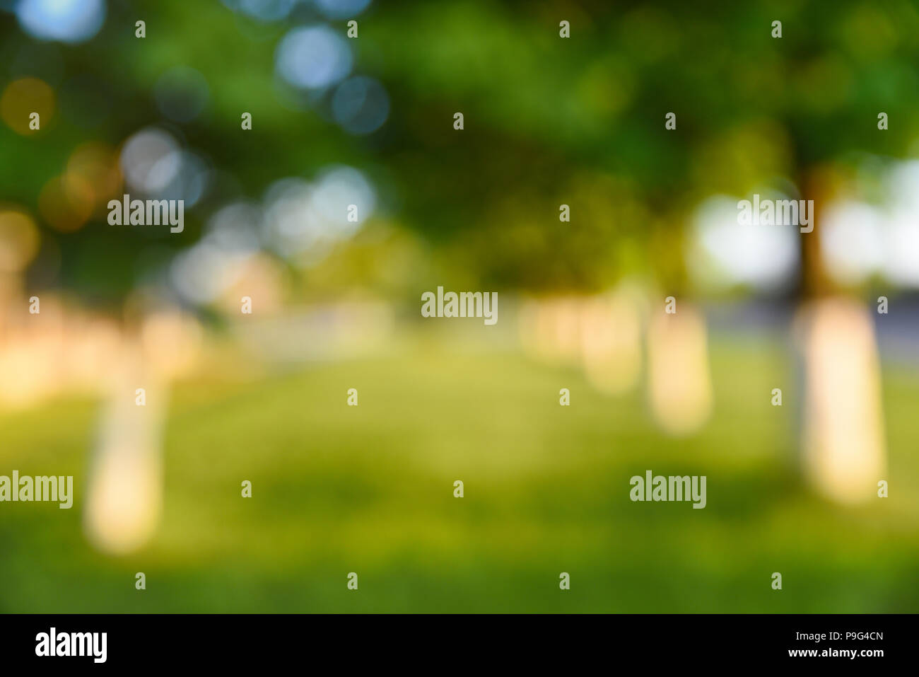 Résumé arrière-plan flou, des arbres dans le parc et belle lumière du soleil Banque D'Images