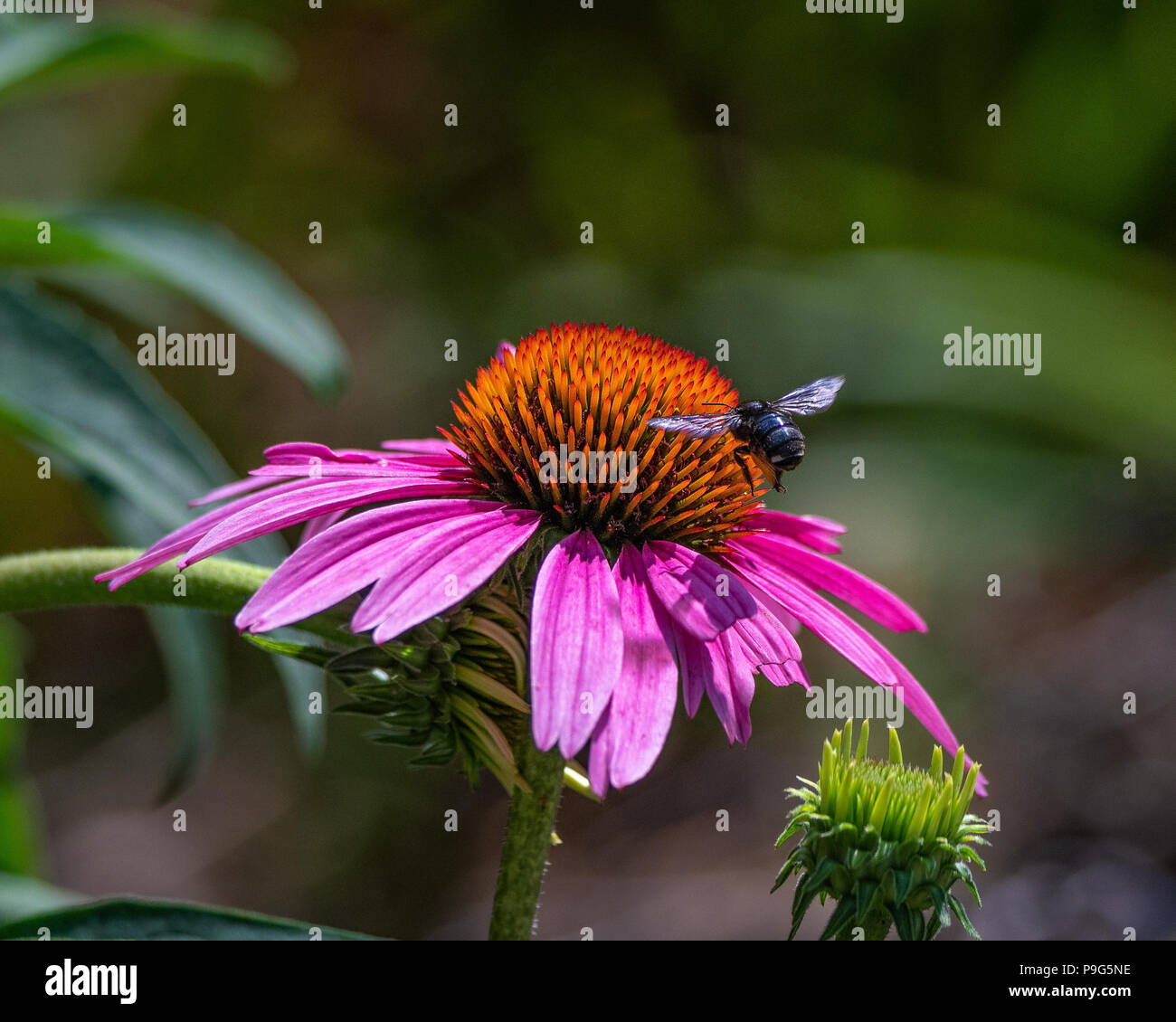 Bee en vol - pourpre - Bee volant au-dessus des fleurs. Le vol stationnaire en place de nectar pour sa colonie. Fleurs pourpres, des insectes dans le jardin. Banque D'Images