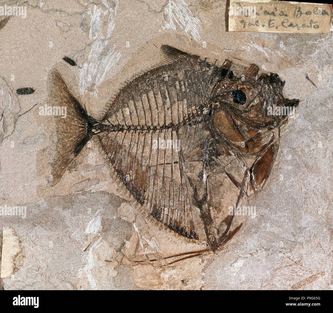 Fossile de l'ère tertiaire éocène - MENE RHOMBEA. Banque D'Images