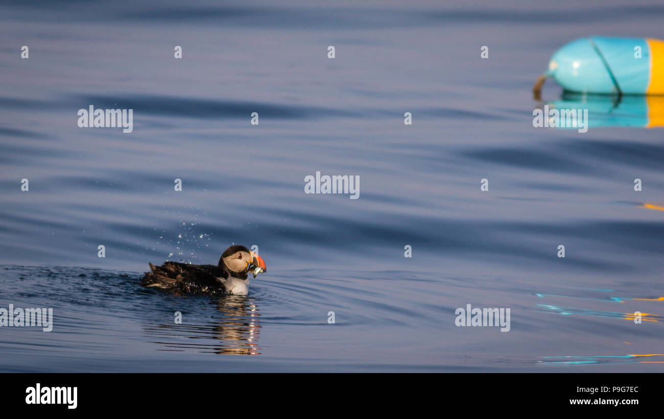 Macareux moine (Fratercula arctica) avec des poissons sur une calme soirée d'été à New Harbor, Maine Banque D'Images