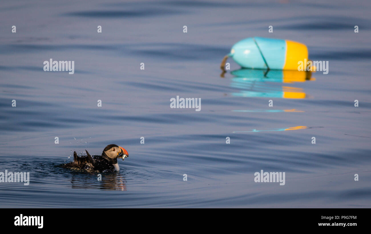 Macareux moine (Fratercula arctica) avec des poissons sur une calme soirée d'été à New Harbor, Maine Banque D'Images