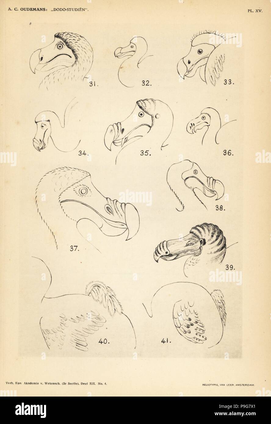 La tête et la queue du dodo par Roelandt Savery, Laurent Neiuhof, Jacob de Bondt, Ludwig von Carolsfeld Schmoor, G. Krause, etc. Heliotype par Van Leer de Cornelis Oudemans' Dr Anthonie Études Dodo, Amsterdam, Johannes Muller, 1917. Banque D'Images