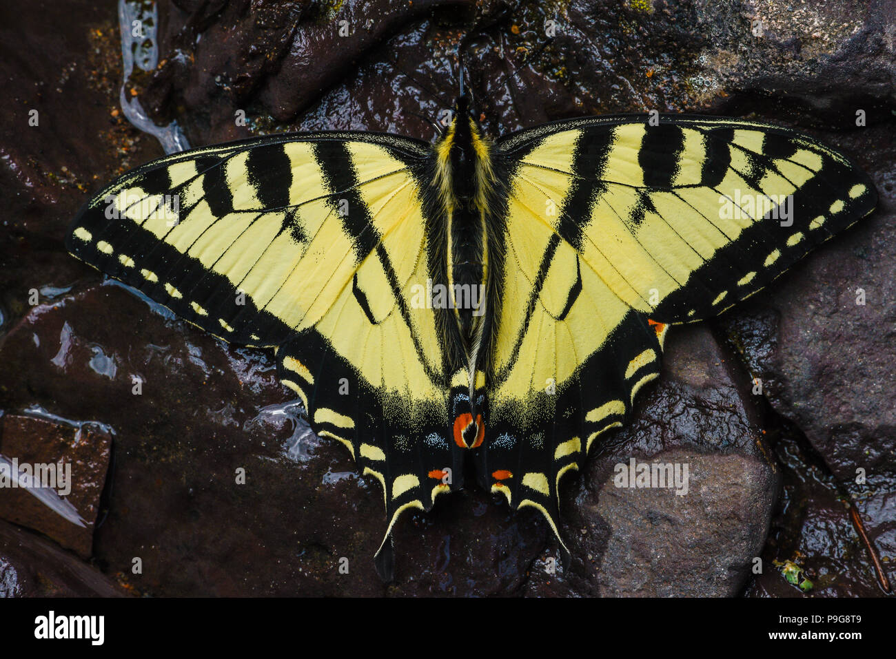 E. Tiger papillons Machaons (Papilio glaucus) eau potable, Minnesota, USA, par Bruce Montagne/Dembinsky Assoc Photo Banque D'Images