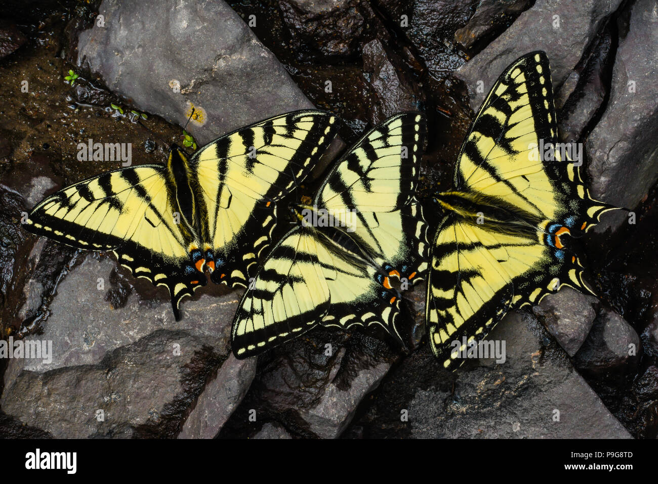 E. Tiger papillons Machaons (Papilio glaucus) eau potable, Minnesota, USA, par Bruce Montagne/Dembinsky Assoc Photo Banque D'Images