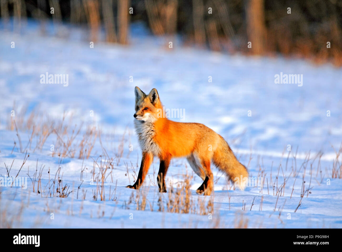 Beautiful Red Fox en hiver, neige en prairie, sur une fin d'après-midi ensoleillée. Banque D'Images