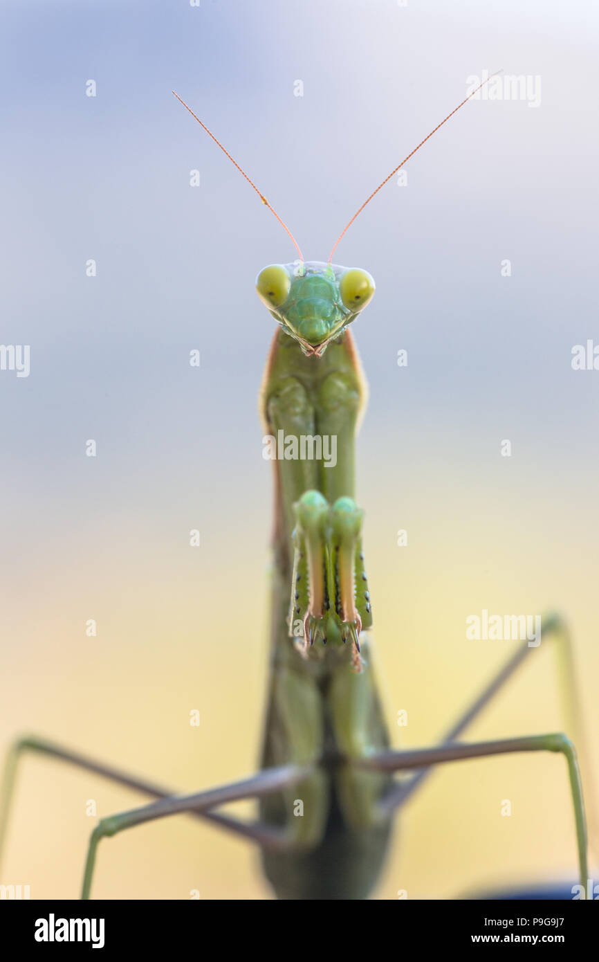 Mante religieuse européenne (Mantis religiosa) Vue avant Banque D'Images