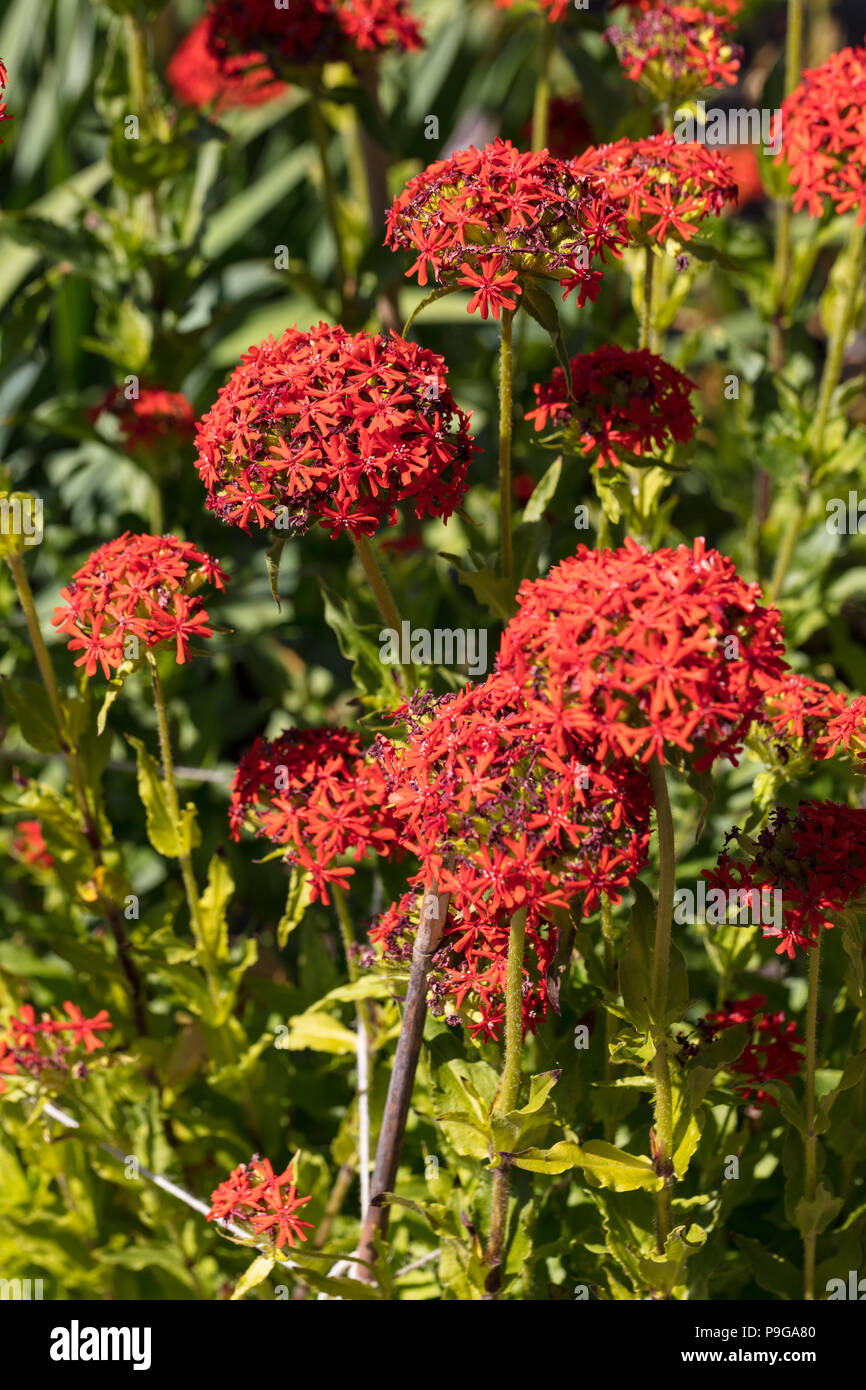 Croix de Malte, Studentnejlika (Lychnis chalcedonica) Banque D'Images