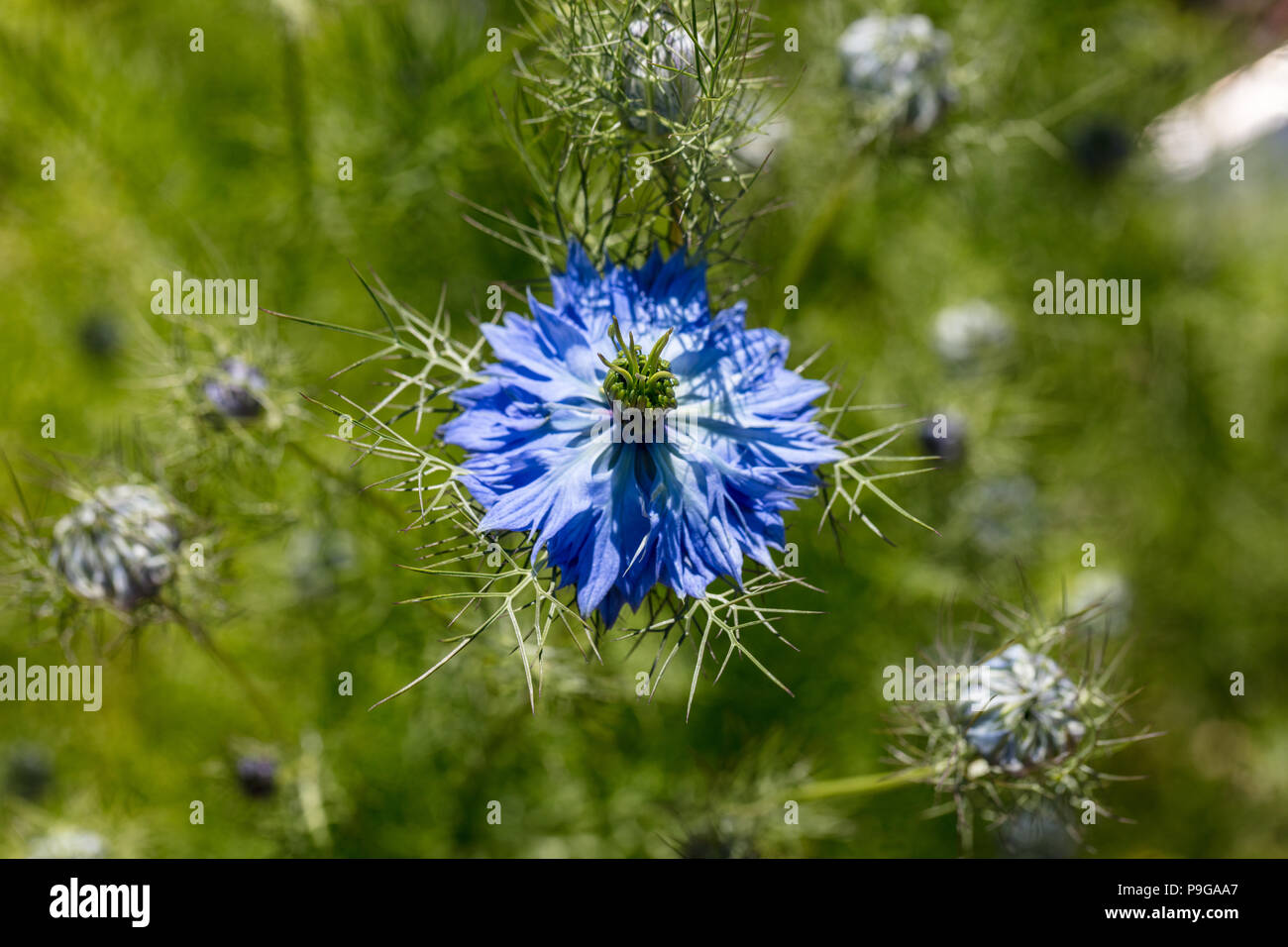 'Miss Jekyll' amour-dans-un-mist, Jungfrun i det gröna (Nigella damascena) Banque D'Images