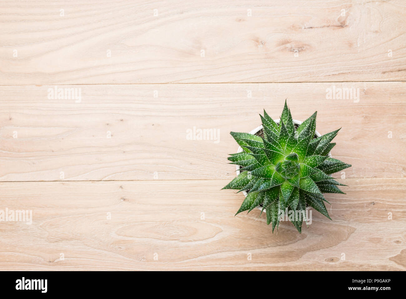 L'aloe vera en pot sur la table Banque D'Images