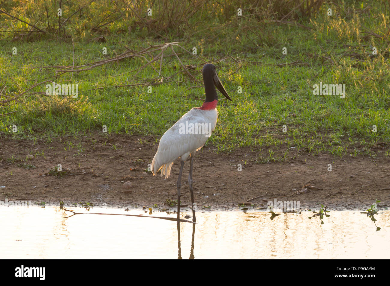 Cigogne Jabiru oiseau sur la nature du Pantanal, Brésil. La faune du Brésil Banque D'Images