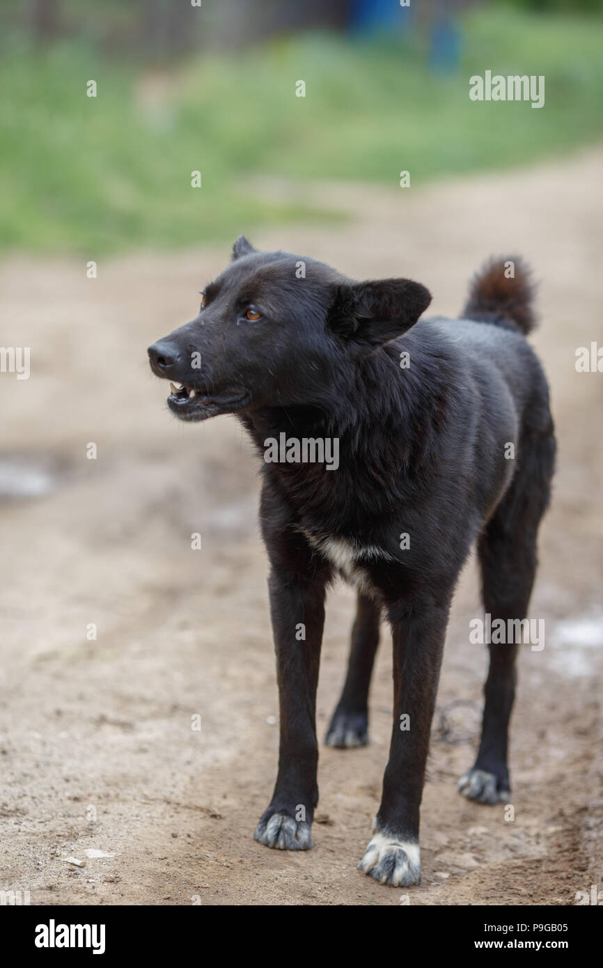 Grand chien bâtard noir avec une queue courte sur le chemin de terre Banque D'Images