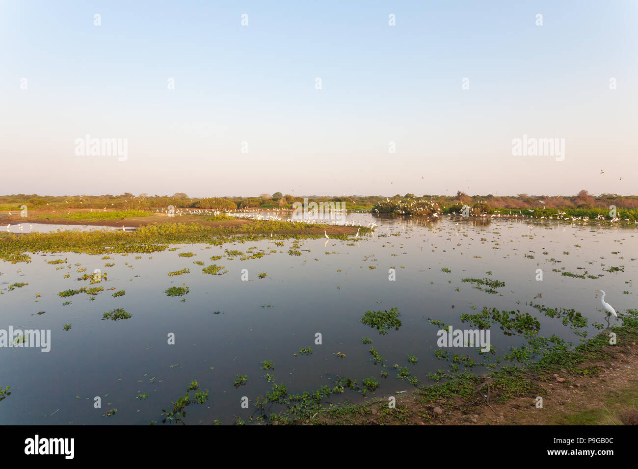 Beaux paysages du Pantanal, l'Amérique du Sud, Brésil. La nature et la faune le long de la route Transpantaneira célèbre. Banque D'Images