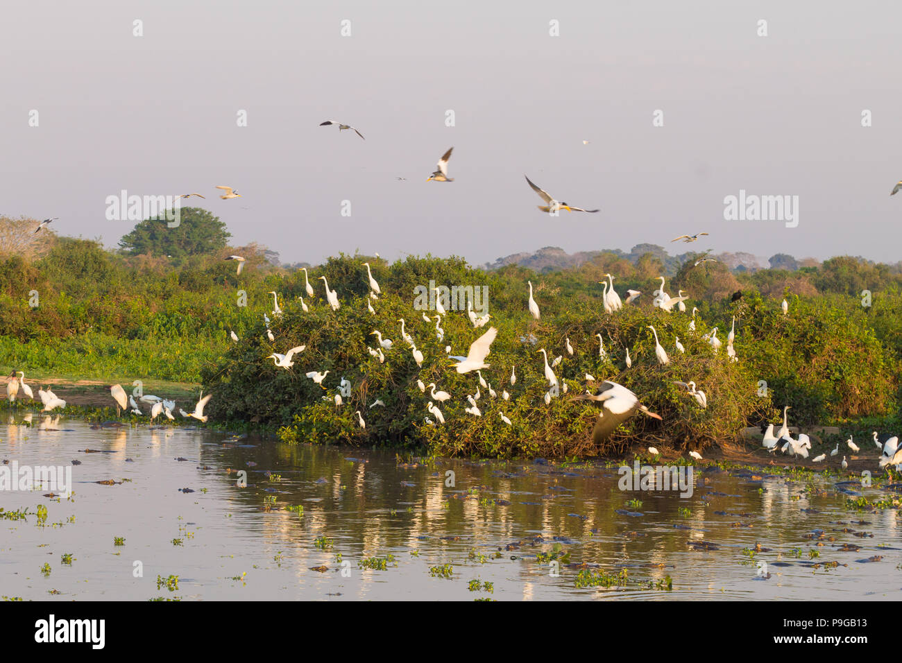 Beaux paysages du Pantanal, l'Amérique du Sud, Brésil. La nature et la faune le long de la route Transpantaneira célèbre. Banque D'Images