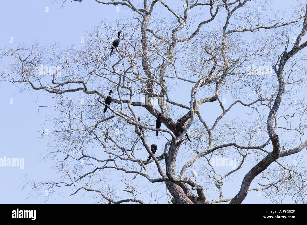 Cormoran sur la nature du Pantanal, Brésil. La faune du Brésil Banque D'Images