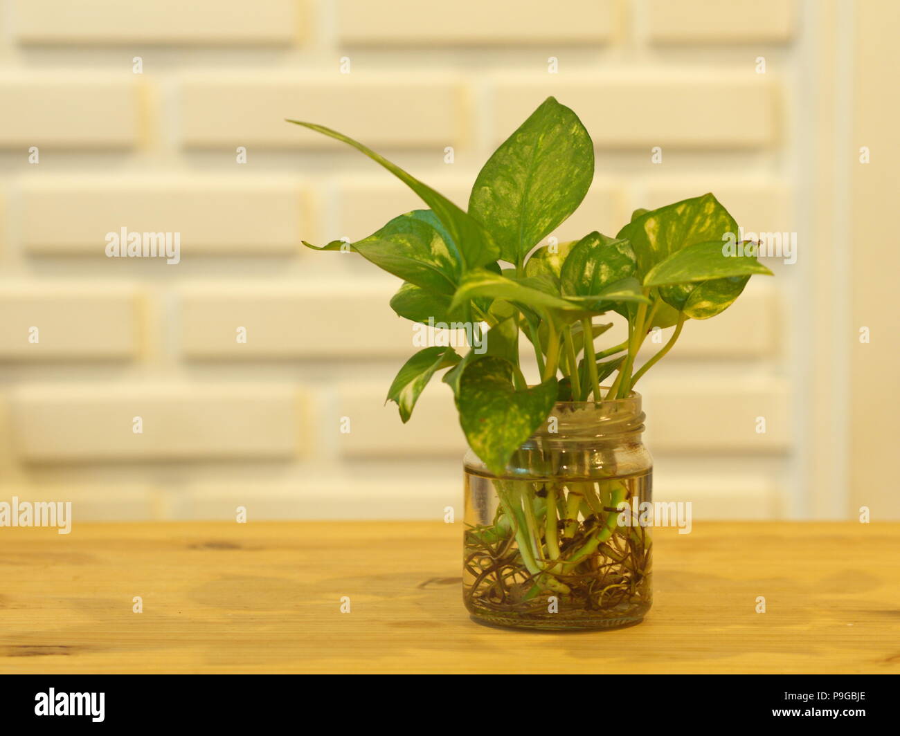 Le Pothos avec une lumière naturelle dans la matinée Journée d'été avec White brick wall background Banque D'Images