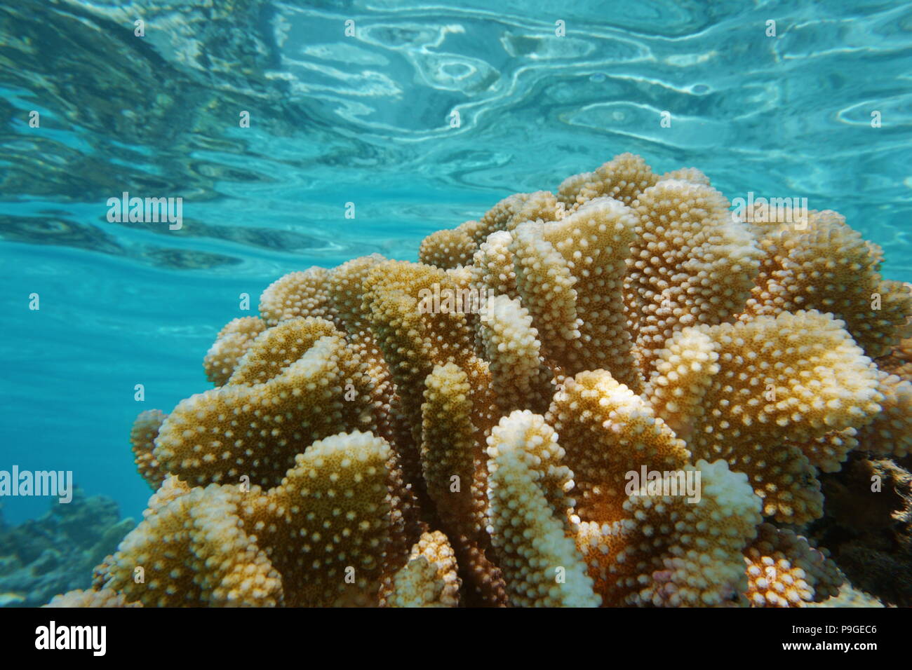 Close up of underwater corail pocillopora, communément appelé corail chou-fleur, l'océan Pacifique, Polynésie française, Samoa Américaines Banque D'Images