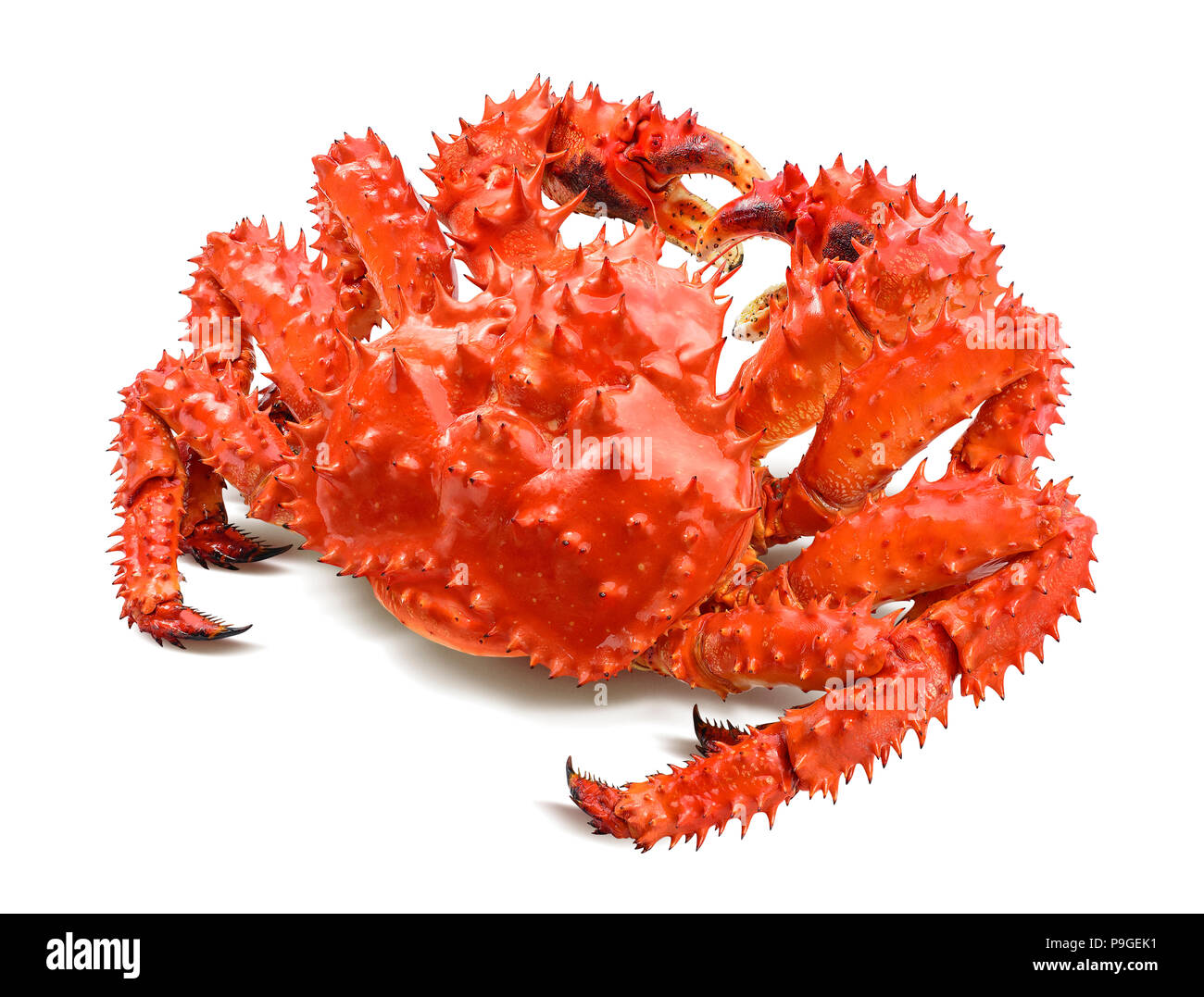 Le crabe royal du Kamtchatka isolé sur fond blanc, vue arrière Banque D'Images