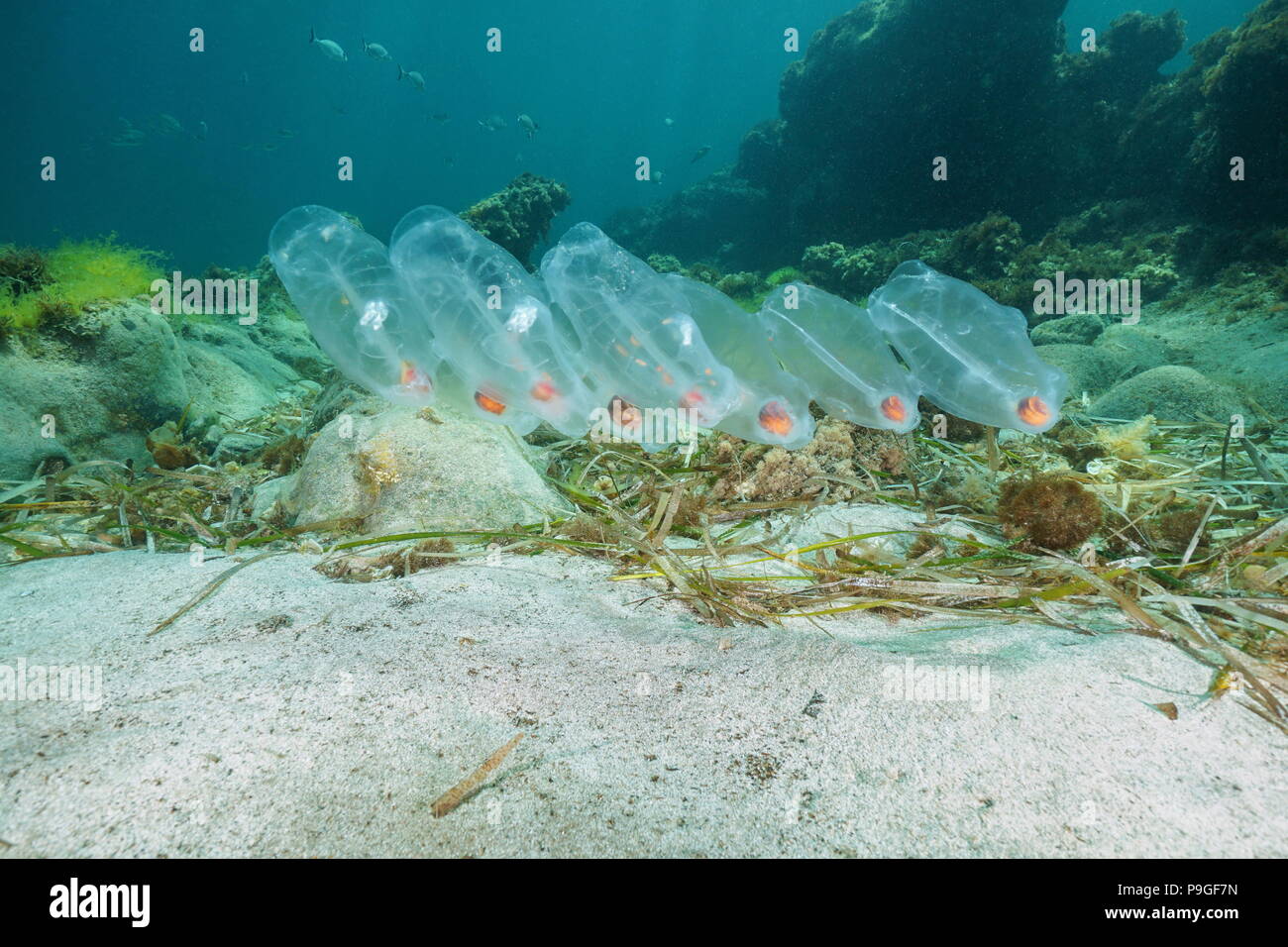 Sous l'eau, animal salpes tuniciers planctoniques sur les fonds marins dans la mer Méditerranée, le parc naturel Cabo de Gata-Níjar, Almería, Andalousie, Espagne Banque D'Images