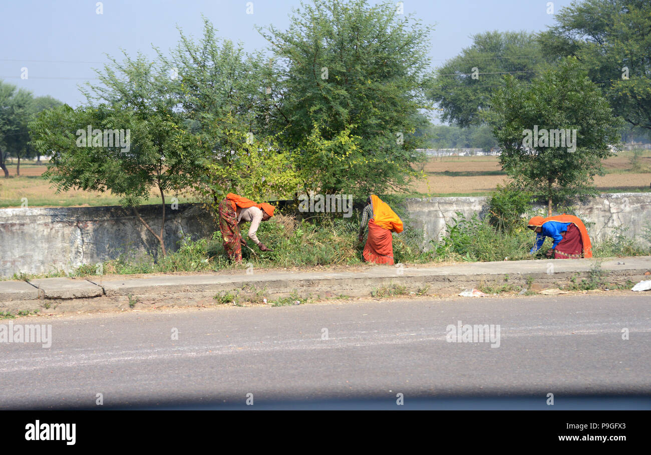Trois femmes indiennes à la récolte de fruits de ces road de la route à Delhi en Inde, photographié d'un véhicule en mouvement Banque D'Images