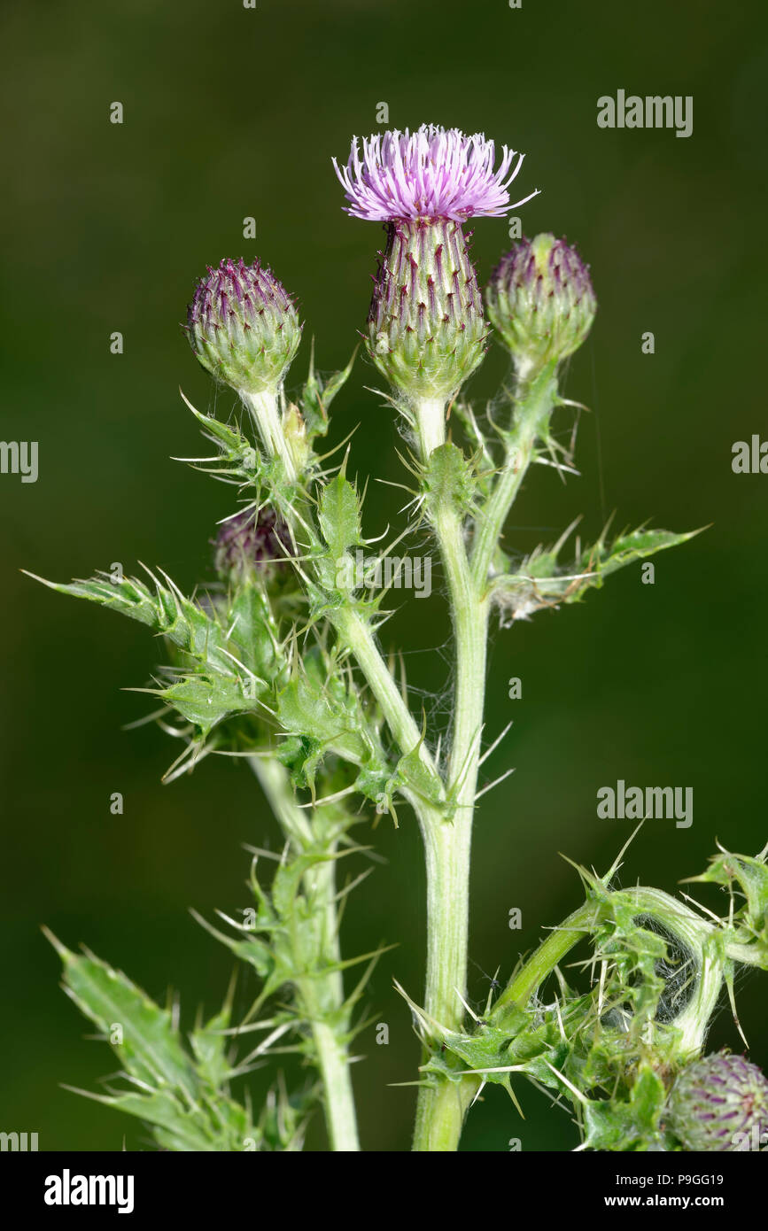 Chardon des champs Cirsium arvense - fleurs, bourgeons et feuilles supérieures Banque D'Images