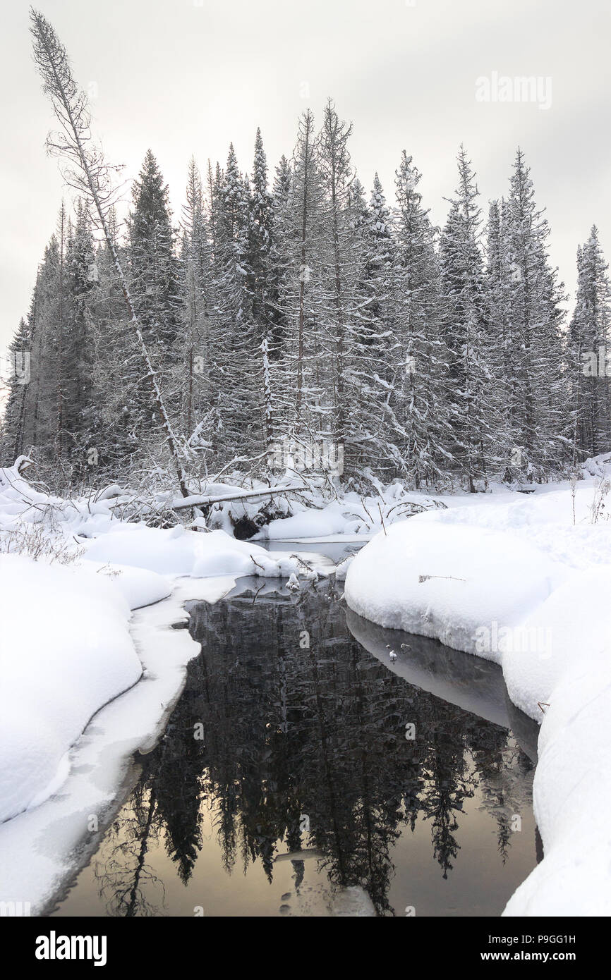 Débits des cours d'hiver dans la forêt d'hiver Banque D'Images