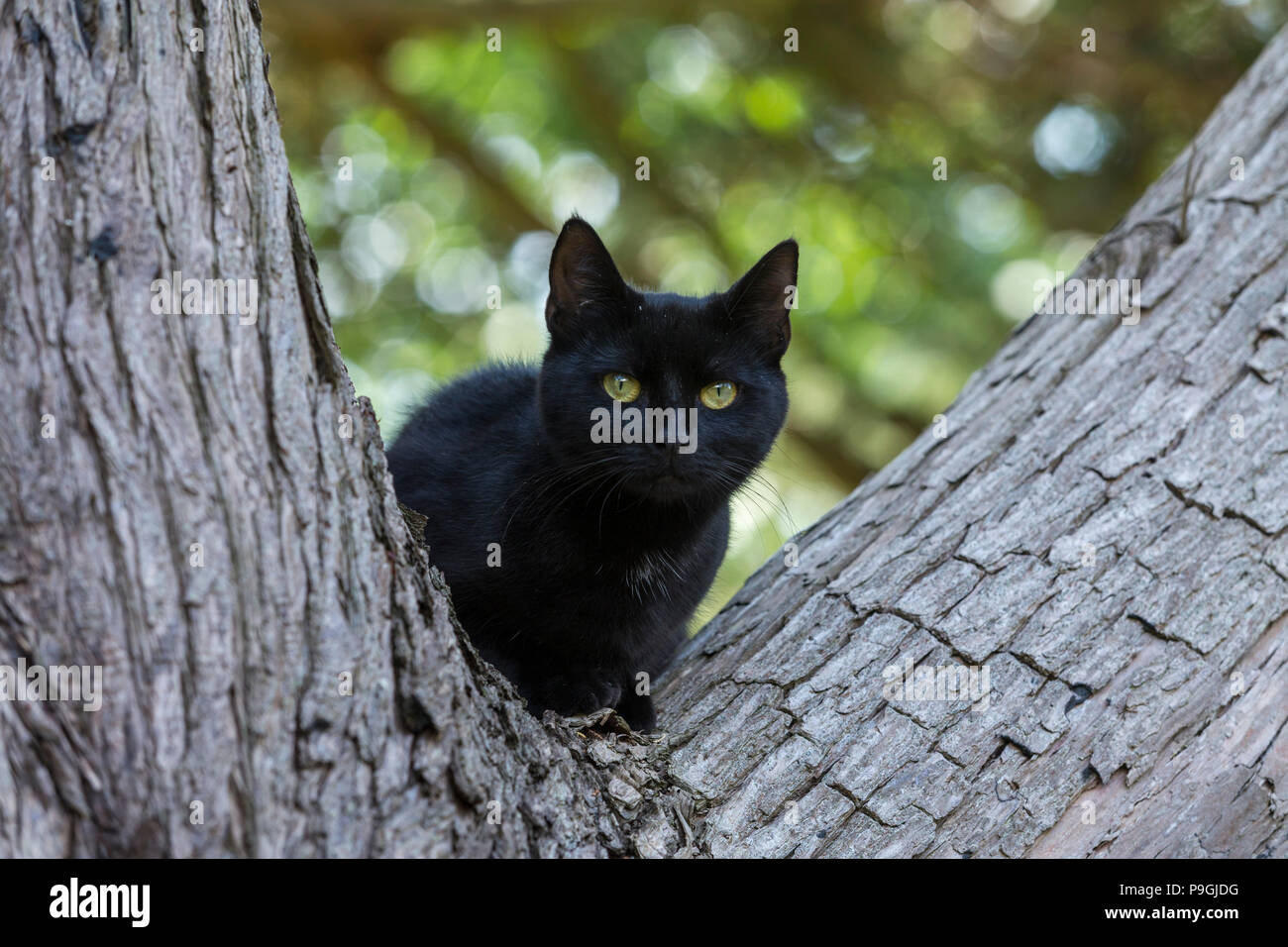 Black Cat escalade un arbre - entre les branches d'un arbre Chypre Monterey Banque D'Images