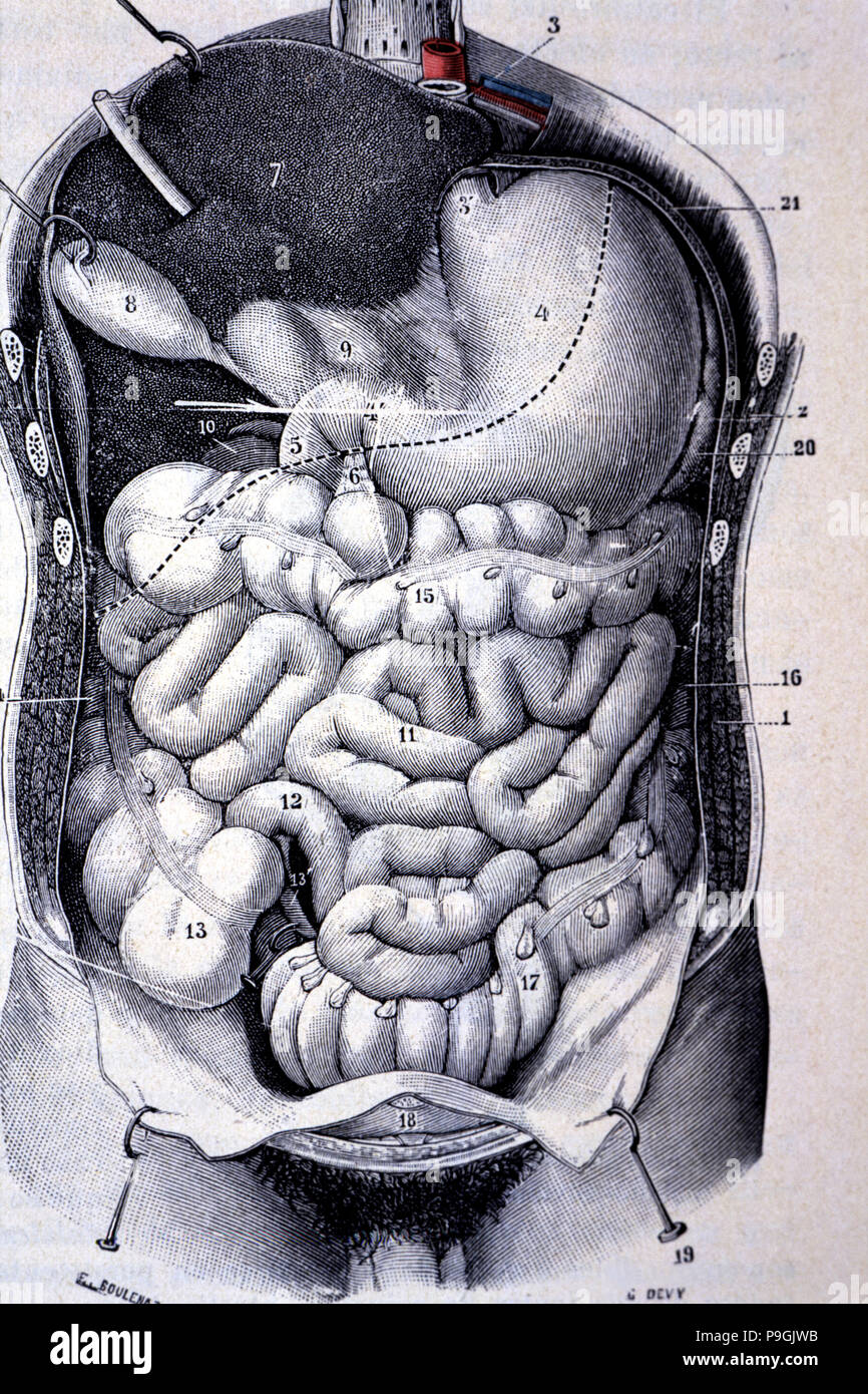 Segments de la colon vus ensemble après résection de la paroi antérieure de  l'abdomen et le thorax Photo Stock - Alamy